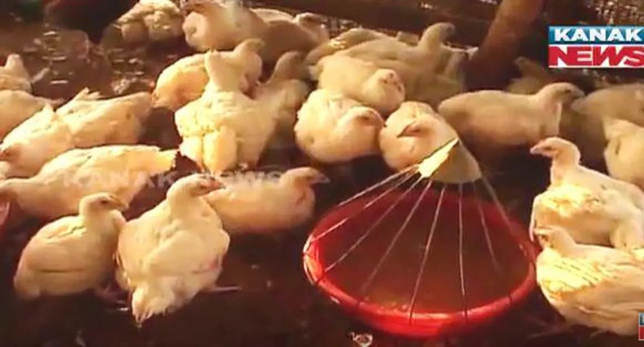  Bird flu in Odisha capital as crows test positive for H5N1