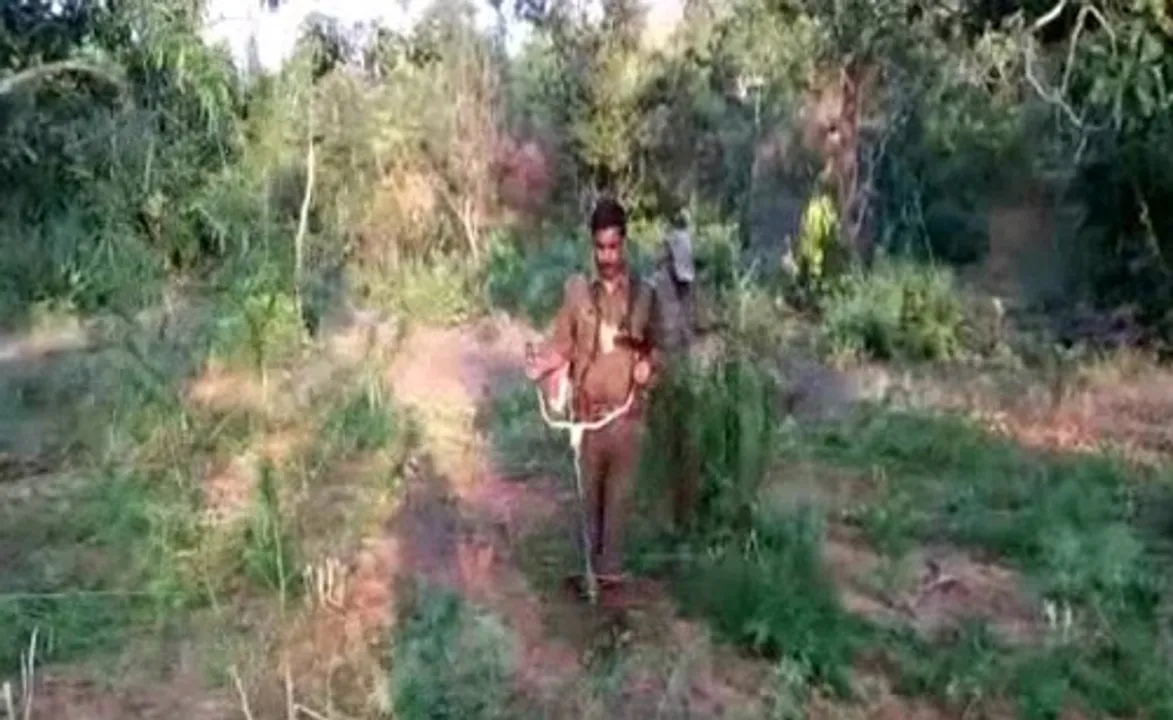  Excise dept destroys ganja plantation in Odisha’s Rayagada