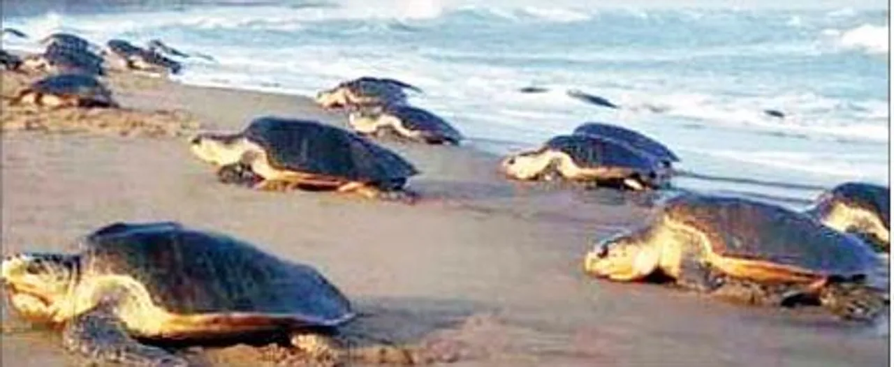  Olive Ridley turtles start breeding in Odisha's Gahirmatha