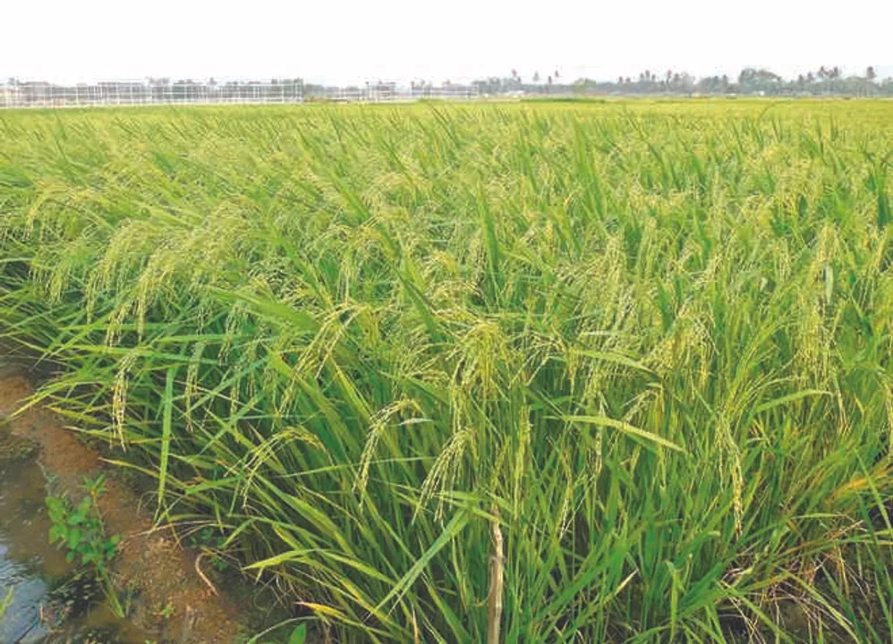  Scientists develop 7 new varieties of paddy in Odisha