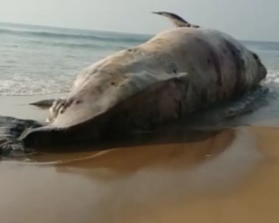  Carcass of rare whale found on Odisha beach