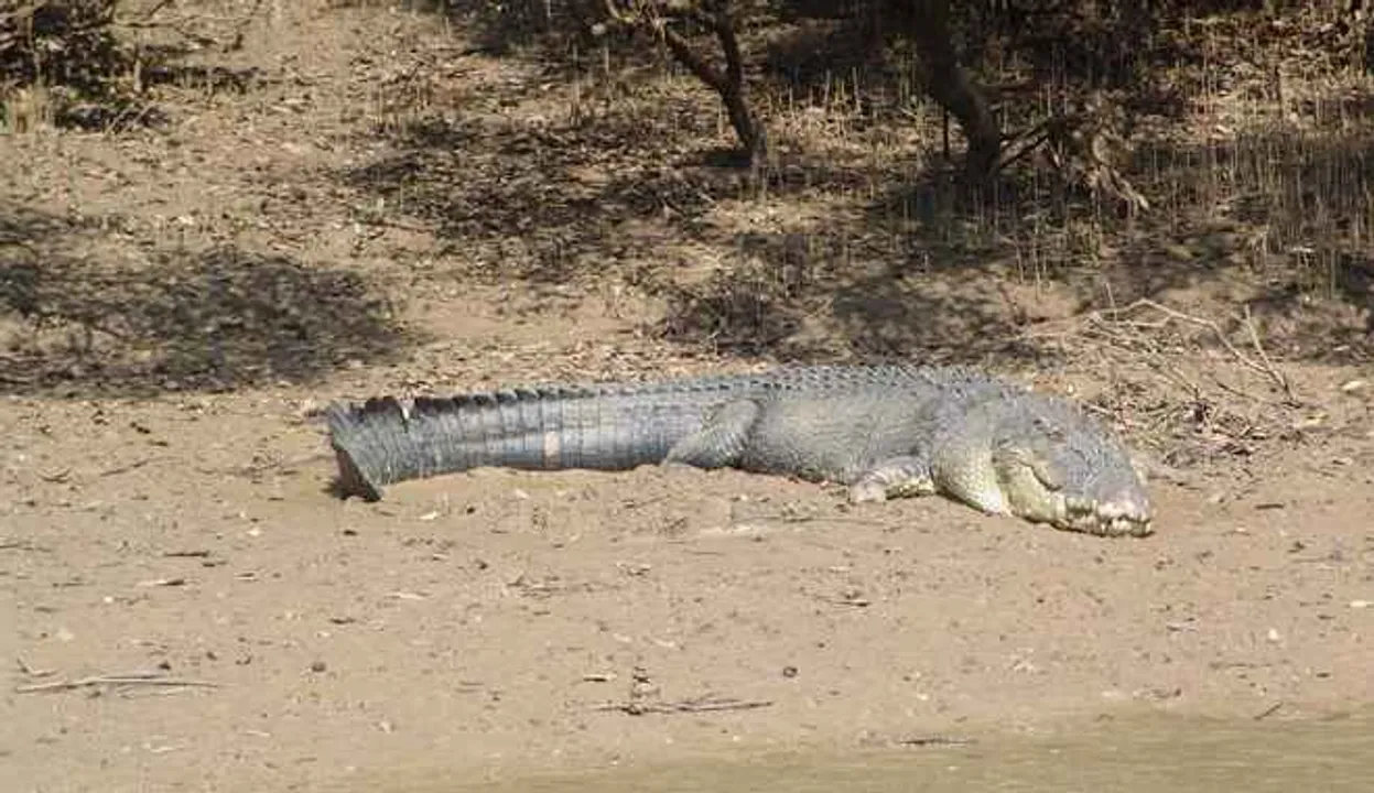 Biggest-ever crocodile sighted in Odisha’s Bhitarkanika
