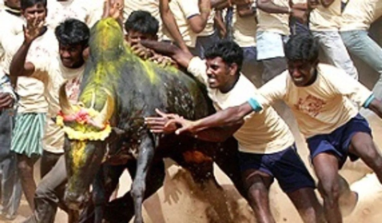  Jallikattu held in Tamil Nadu, claims two lives