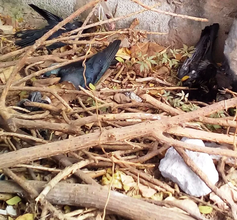  Bird flu scare: Carcasses of 10 crows found in Odisha capital