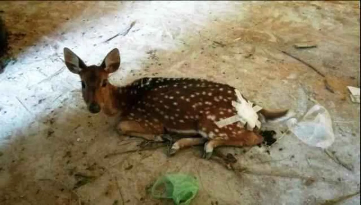  Injured deer rescued in Odisha's Puri
