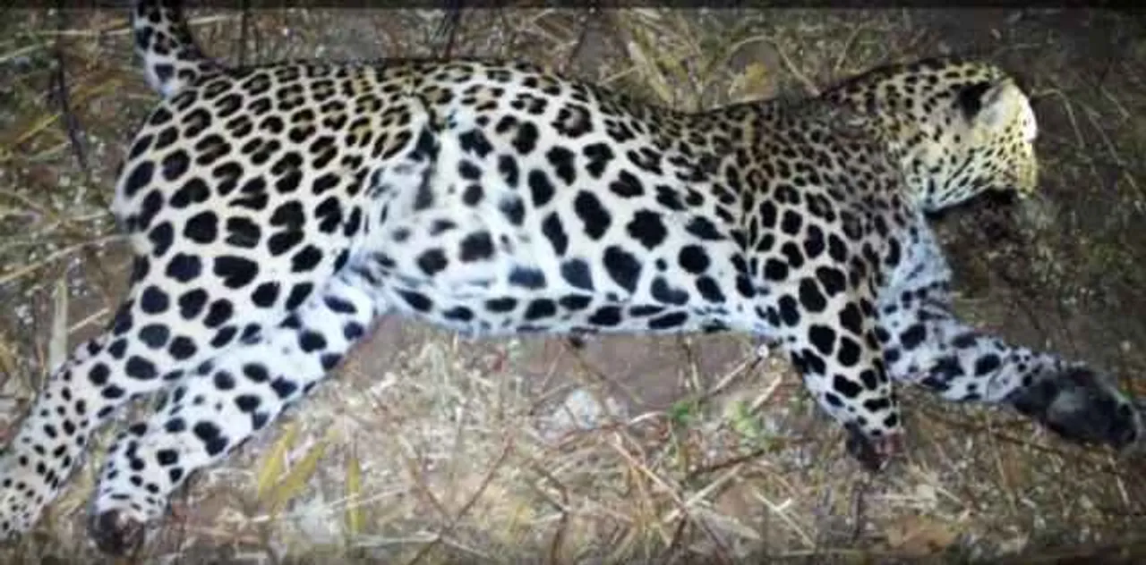  Carcass of leopard found in Odisha jungle