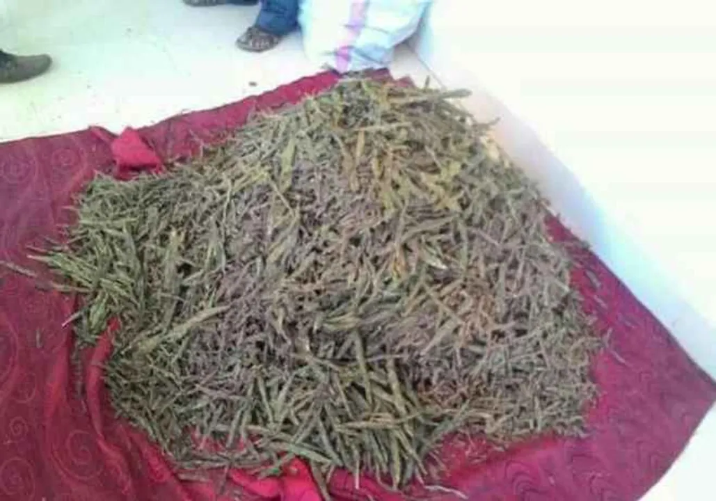  Man-nephew arrested for peddling contraband in Odisha