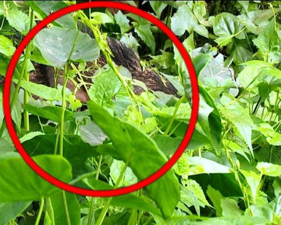  Wild boar strays into Odisha capital