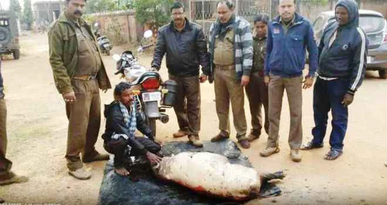  Carcass of wild boar seized; hunter arrested in Odisha's Jharsuguda