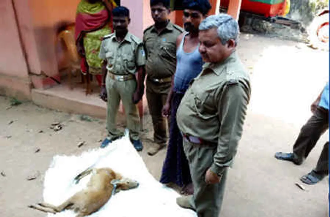  Barking Deer killed, One arrested in Odisha’s Keonjhar dist