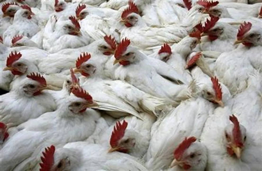  Bird flu scare: Samples collected from Bhitarkanika, Chilika in Odisha