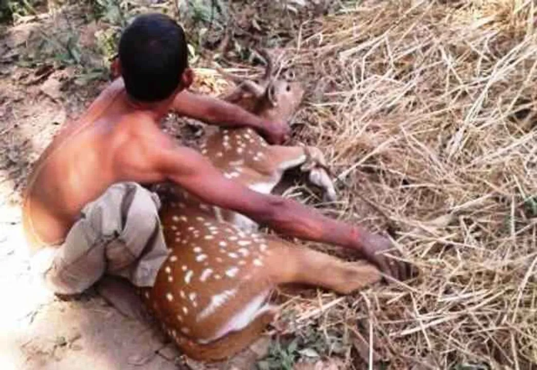  Deer rescued from village in Odisha's Puri
