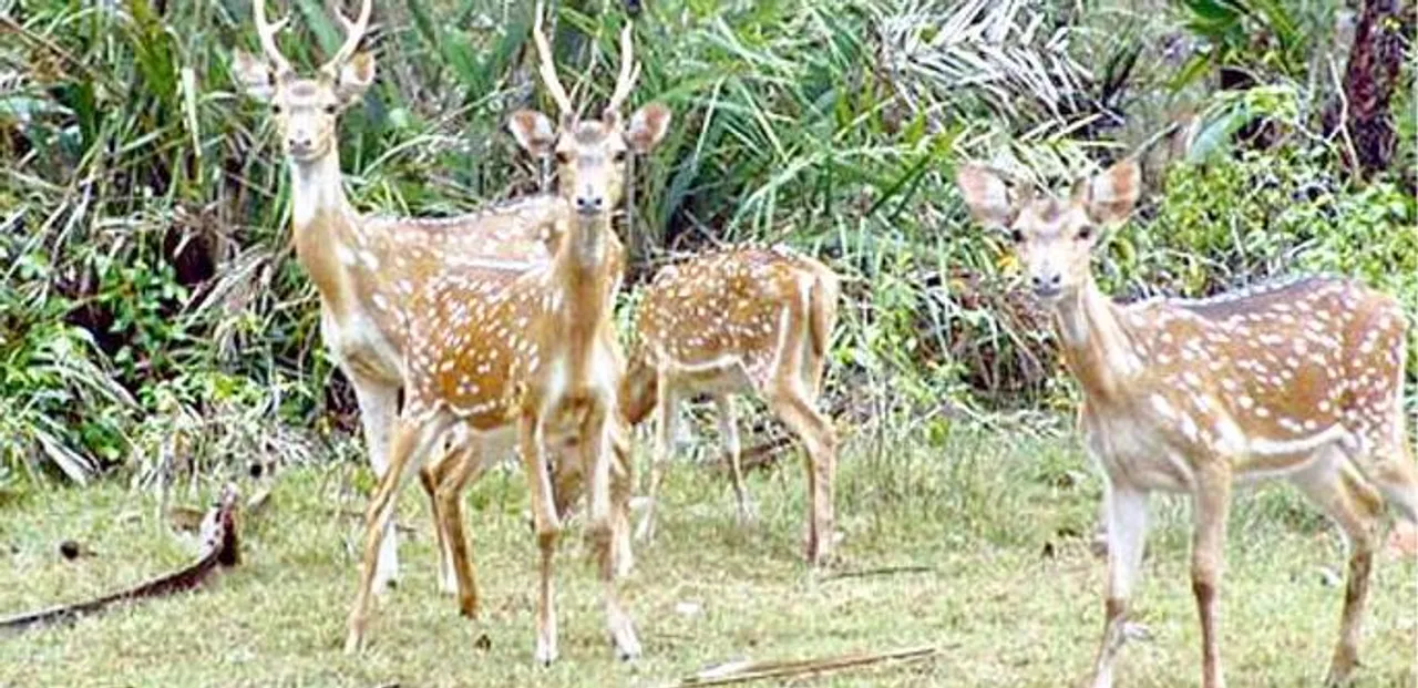  Deer on decline in Odisha's Balukhand Wildlife Sanctuary