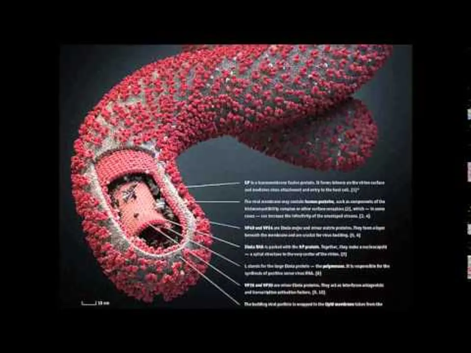  Horse antibodies could effectively treat Ebola infection