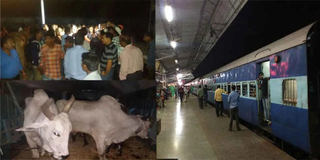  Cattle trafficking: At least 20 cows rescued from a train in Odisha