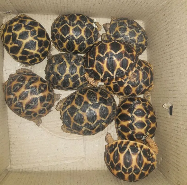  Two held for selling rare tortoise in Odisha capital