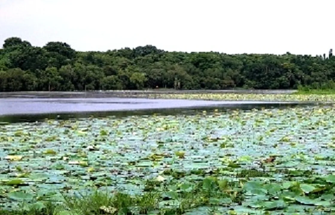  Odisha govt to restore Kanjia Lake on capital city outskirts