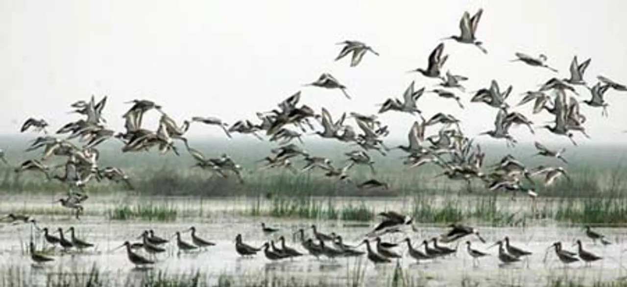  Migratory birds begin returning to homeland from Odisha's Chilika