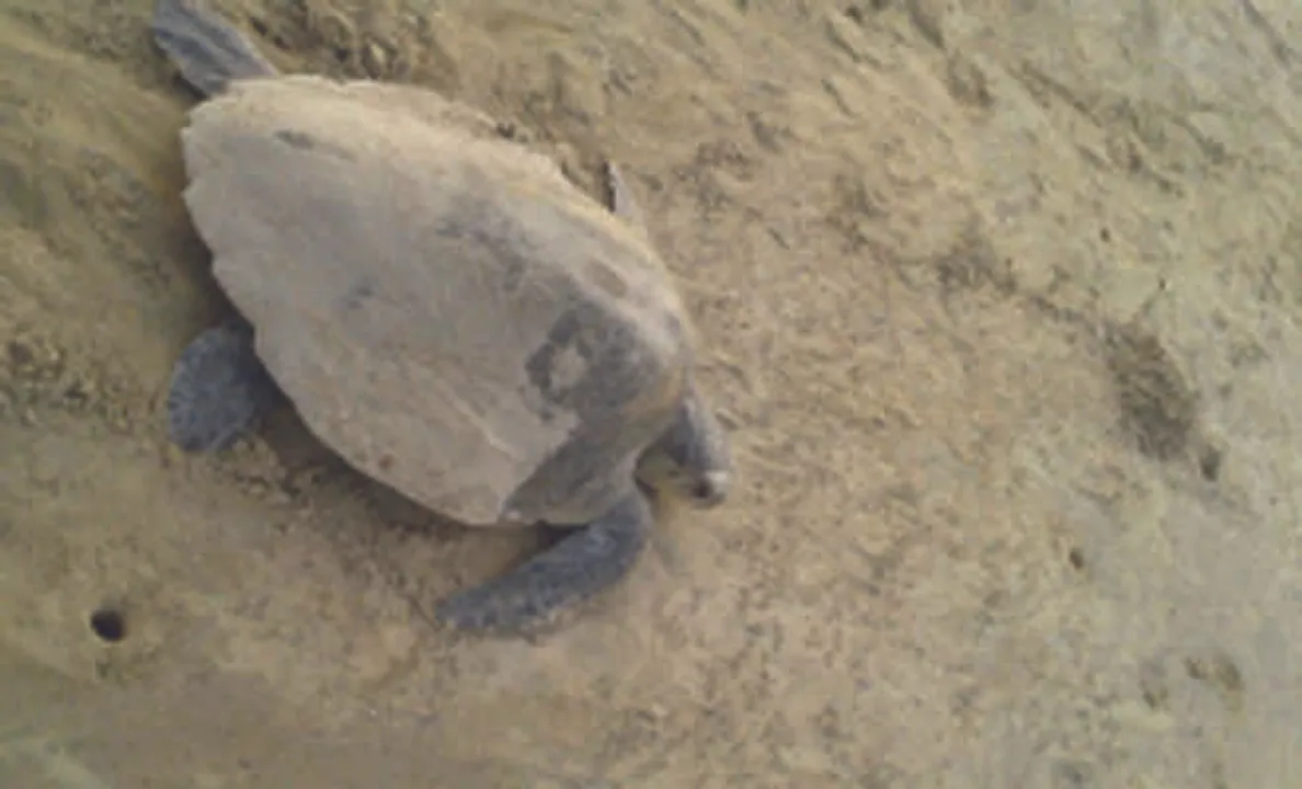  Odisha's Dagara - A new Destination of Olive Ridley for mass nesting