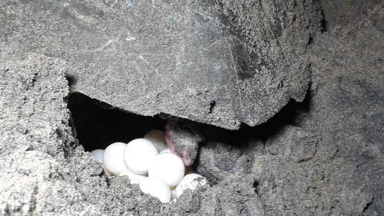  Olive Ridley eggs destroyed due to surging waves on Odisha coast!