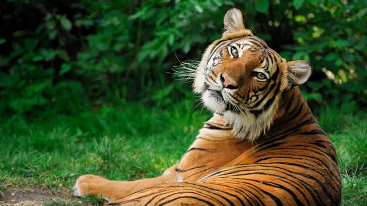  Odisha forest officials get training to use mobile app to track tigers
