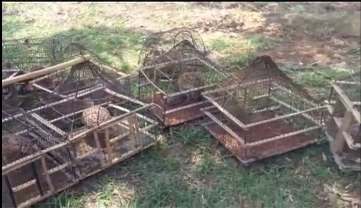  Three poachers detained, 16 migratory birds rescued in Odisha capital