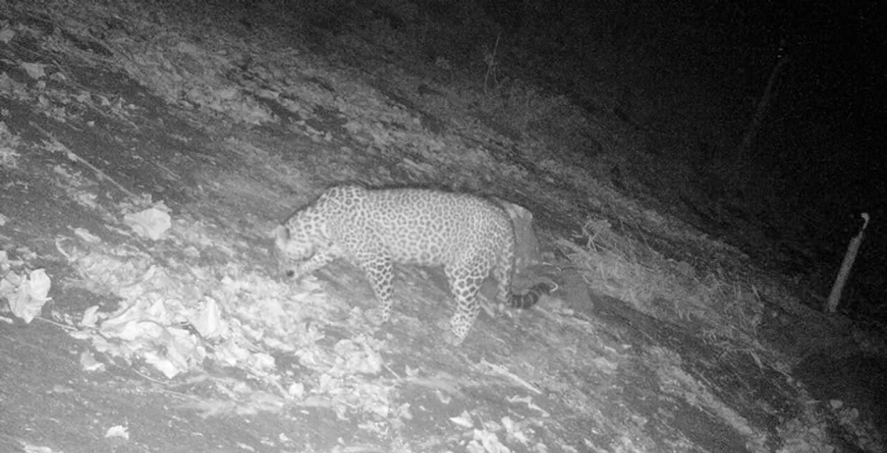  Roaming leopard caught on Motion Censor Camera in Odisha’s Malkangiri
