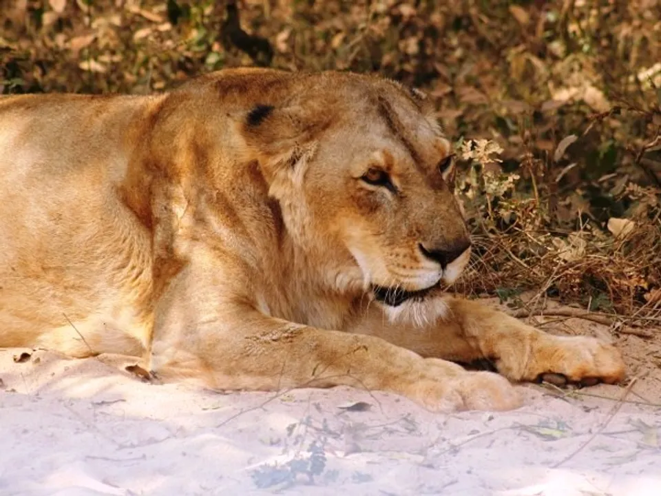  Lioness (Representative pic) 