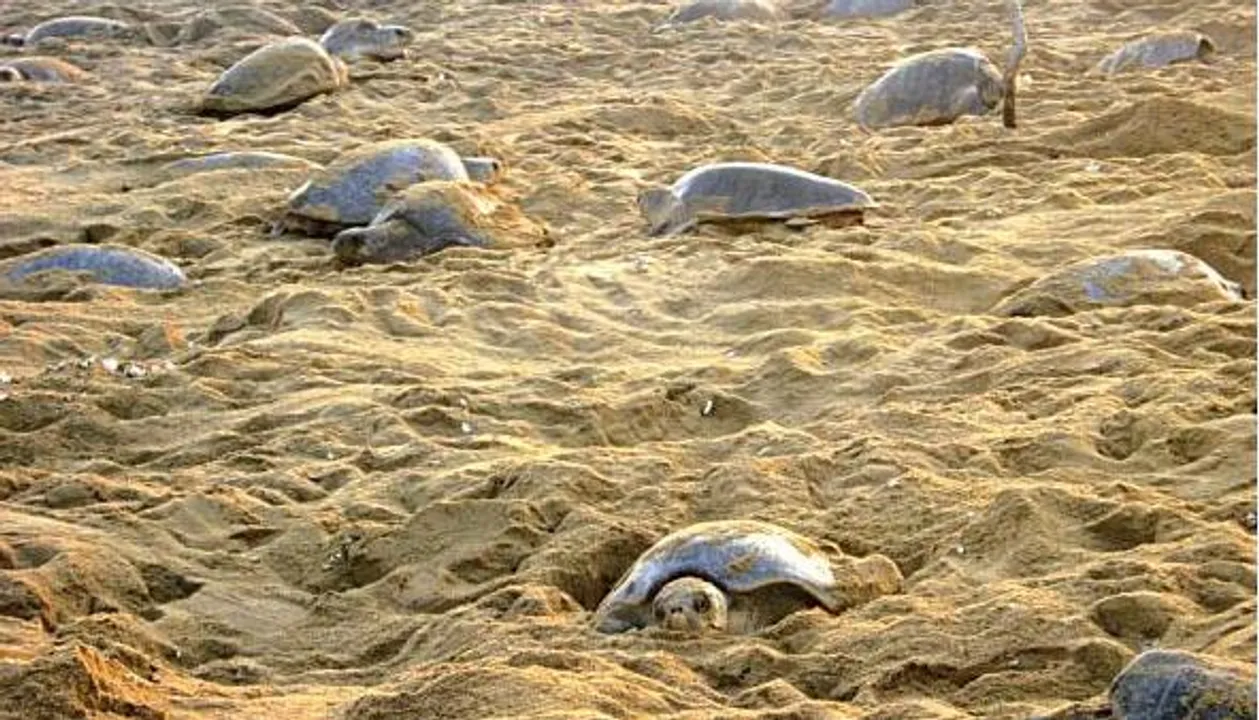 Mass nesting of Olive Ridley turtles begins at Odisha's Gahirmatha