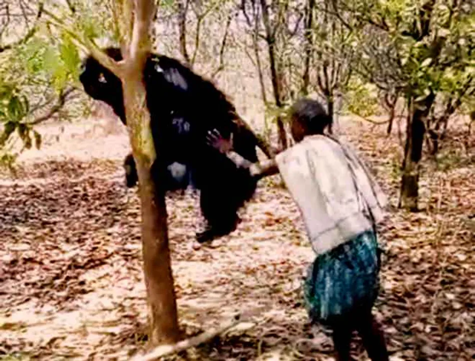  In pursuit of beehive, bear gets trapped in tree branches in Odisha