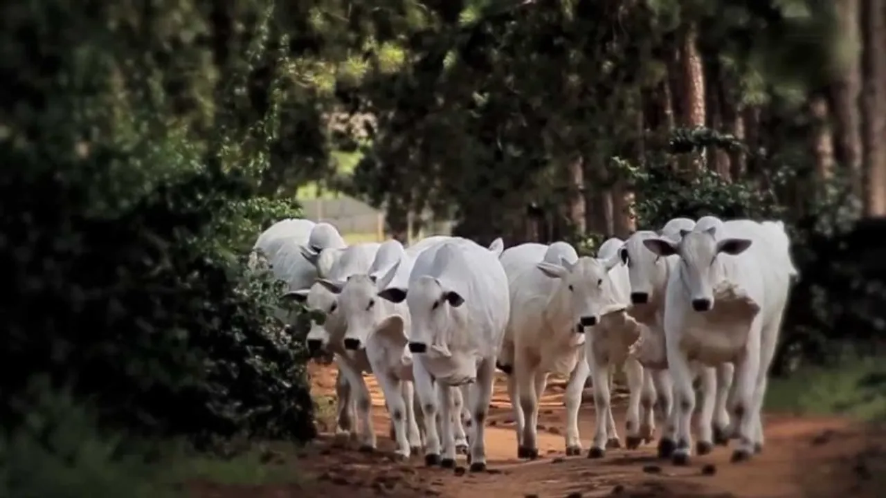  Declare cow as national animal: Rajasthan HC