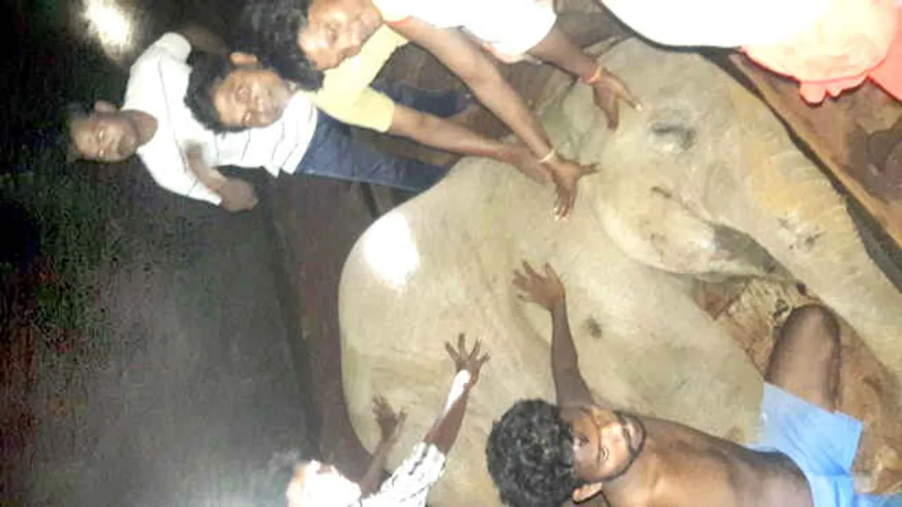  Elephant dies after being hit by goods train in Odisha