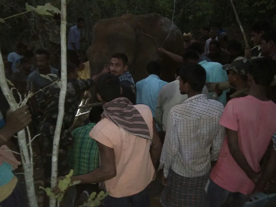  Finally, Odisha officials remove tyre stuck in elephant’s leg