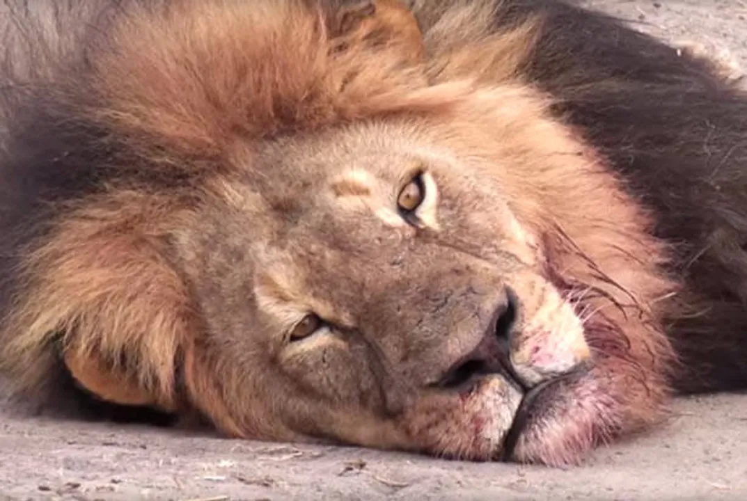  Lion dies in Odisha’s Nandankanan zoo
