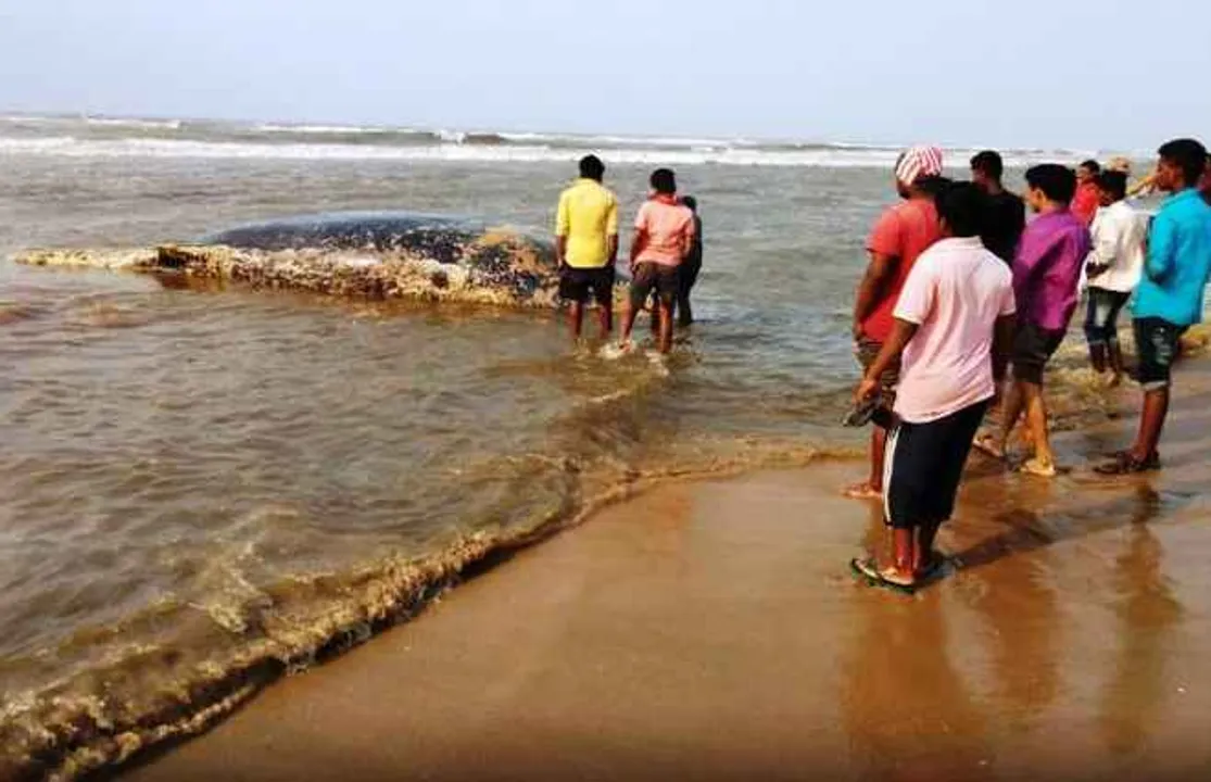  Carcass of whale found on Puri sea beach in Odisha
