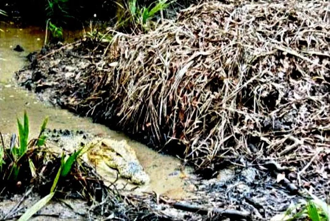  12 croc nests sighted in Odisha’s Bhitarkanika