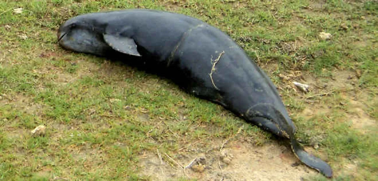  Carcass of dolphin found in Odisha river