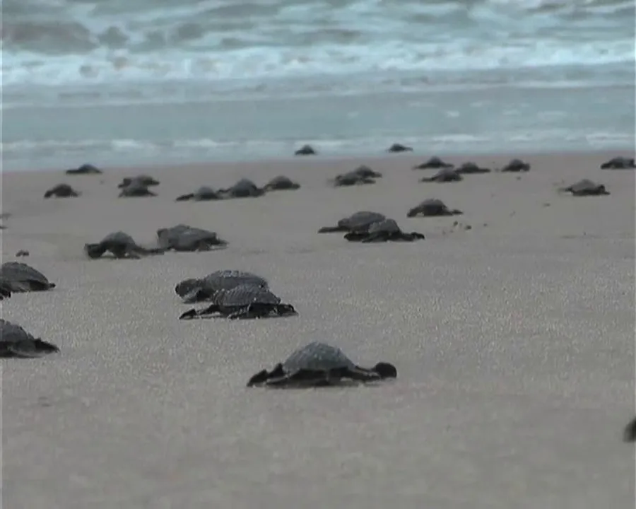  Olive Ridley hatchlings crawling towards sea enhances beauty of Astarang beach in Odisha