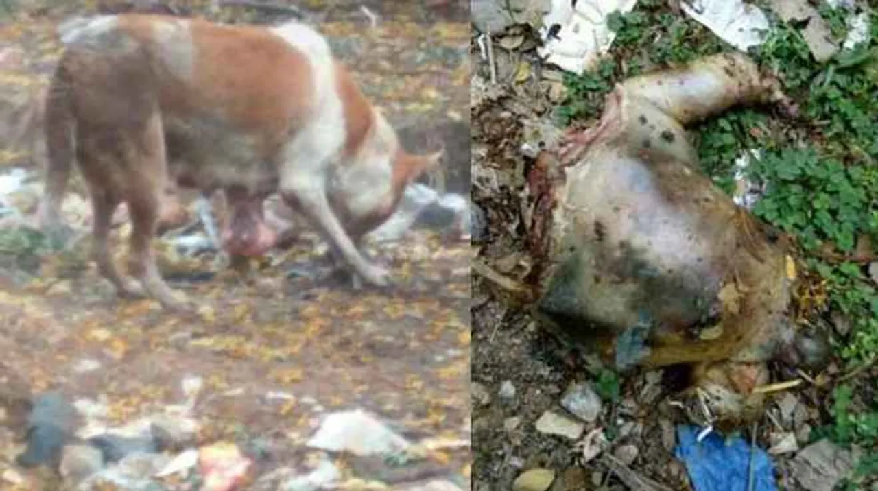  Stray dogs feast on newborn’s corpse in Odisha hospital