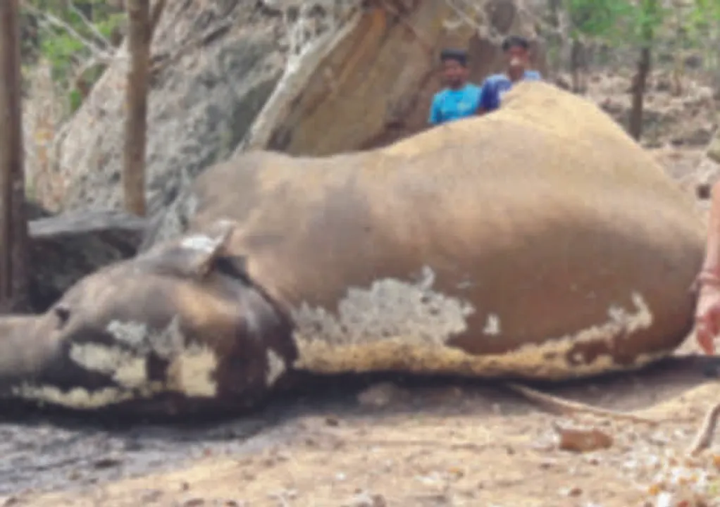  Female elephant dies of suspected sunstroke in Odisha