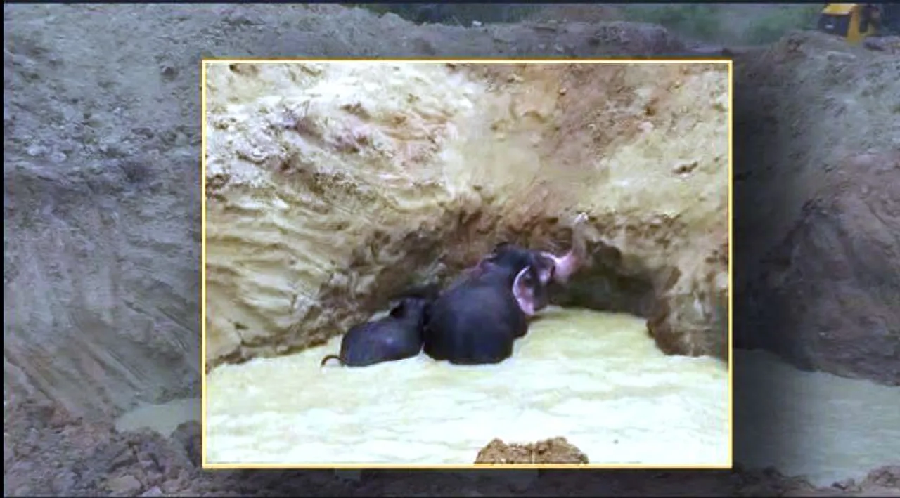  4 jumbos rescued from muddy well in Odisha's Ganjam