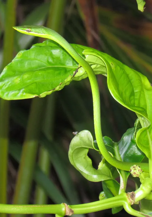  Odisha researchers discover new snake species of Ahaetualla nasuta