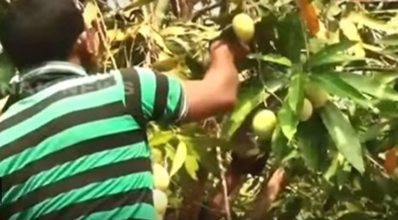  Now Odisha mango farmers’ distress sell produce