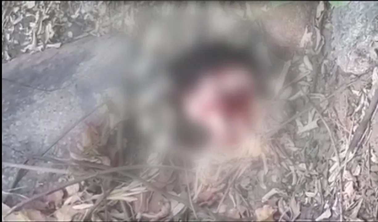  Leopard mauls 4-year-old boy to death in Odisha's Nuapada