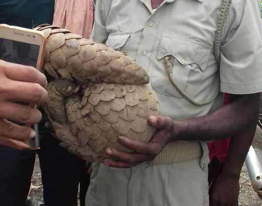  Indian pangolin rescued from firm in Odisha