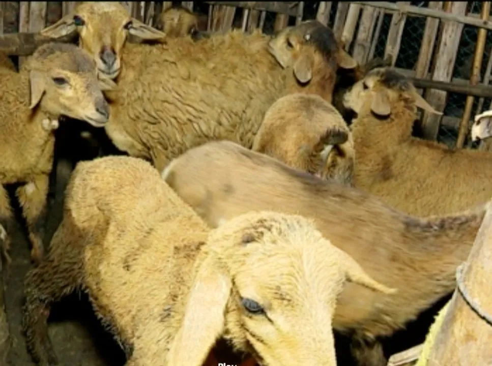  Min seeks report on mysterious killing of sheep in Odisha’s Niali; team to hunt killer