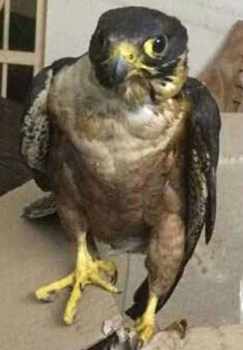  Rare bird Peregrine falcon new member in Odisha capital zoo