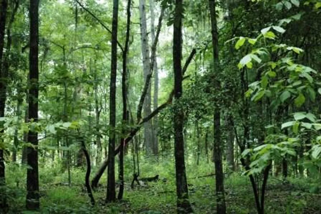  This World Environment Day, make an effort to reconnect with nature