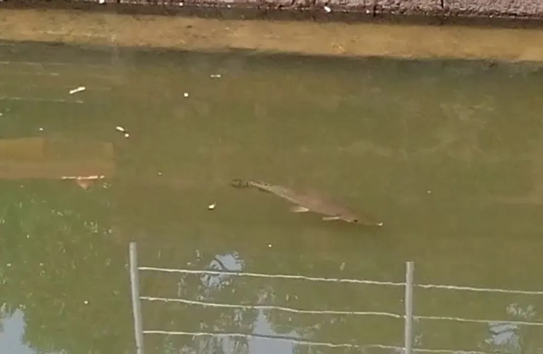  Exotic Alligator Gar fish rescued from Bindusagar in Odisha capital