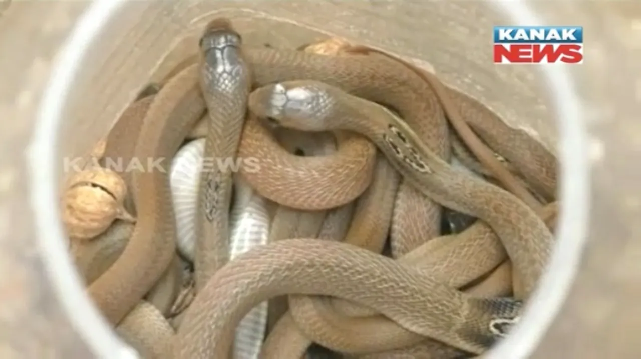  Over 25 poisonous snakes rescued from house in Odisha
